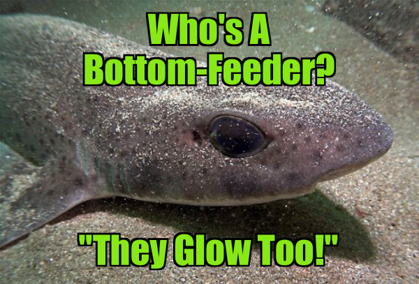 Why Can Sharks Glow in the Dark?